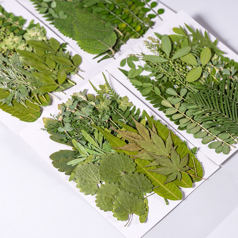Dried Flower Bookmark - 1Zestaw 35szt Prasowane suszone kwiaty Mieszany