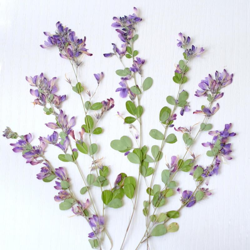 Dried Flower Bookmark - 6 sztuk, naturalne suszone i prasowane