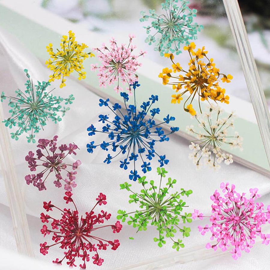 60 sztuk prasowane suszone 15- – Dried Flower Bookmark recenzja i cena