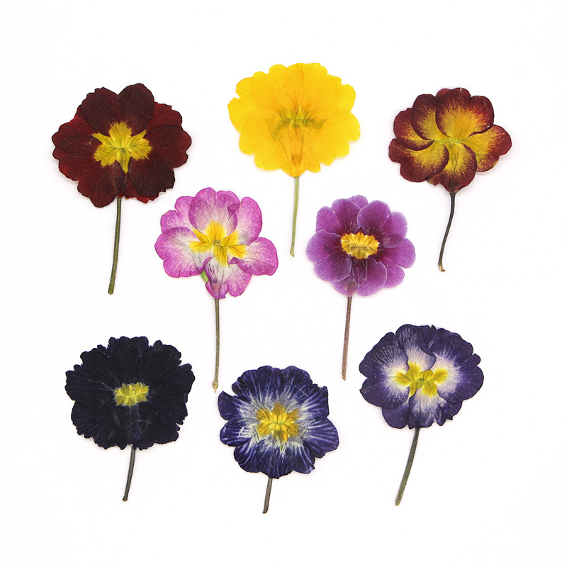 48 szt. Europejskie Przywierdz – Dried Flower Bookmark recenzja i cena