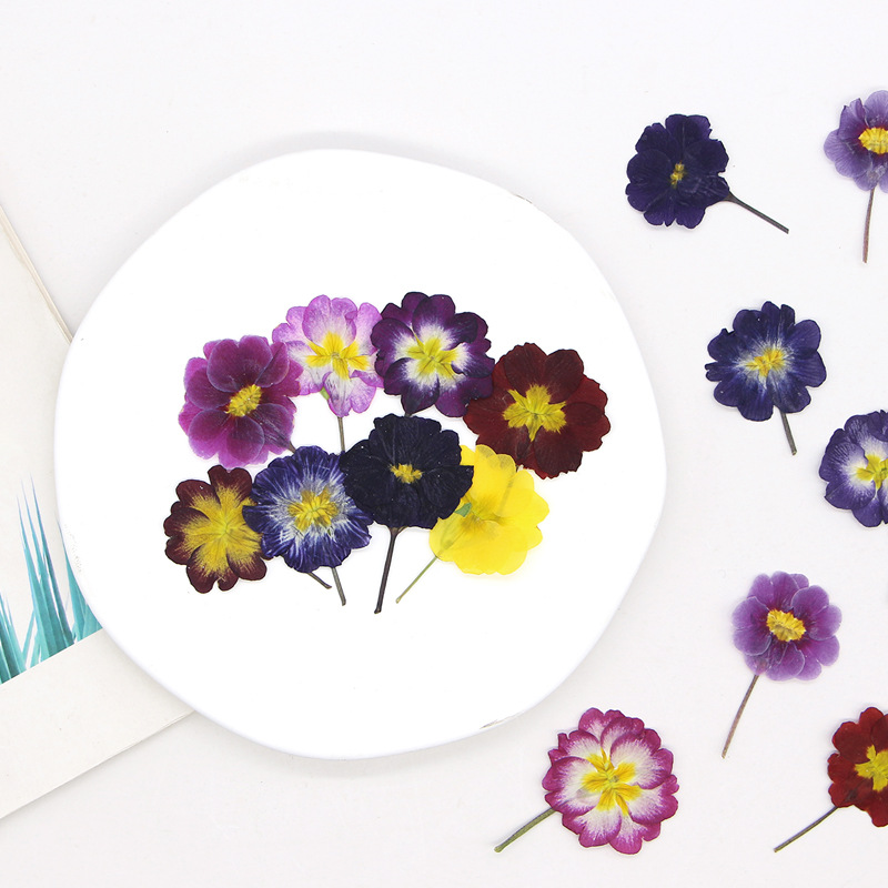 48 szt. Europejskie Przywierdz – Dried Flower Bookmark recenzja i cena