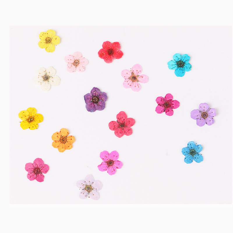 60 sztuk Mini prasowane suszon – Dried Flower Bookmark recenzja i cena