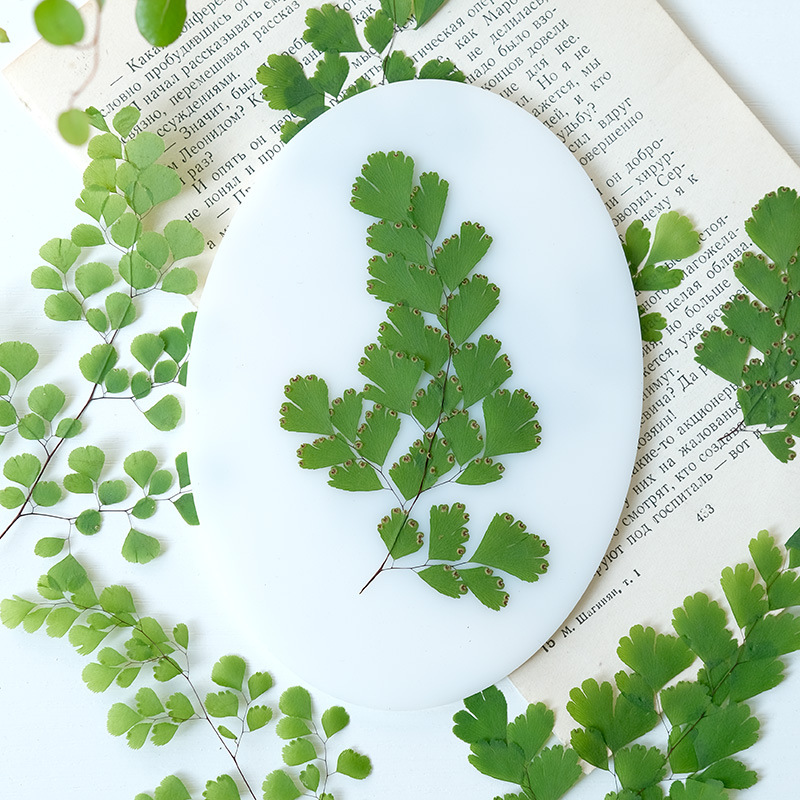 60 szt. Naturalne rośliny, pra – Dried Flower Bookmark recenzja i cena