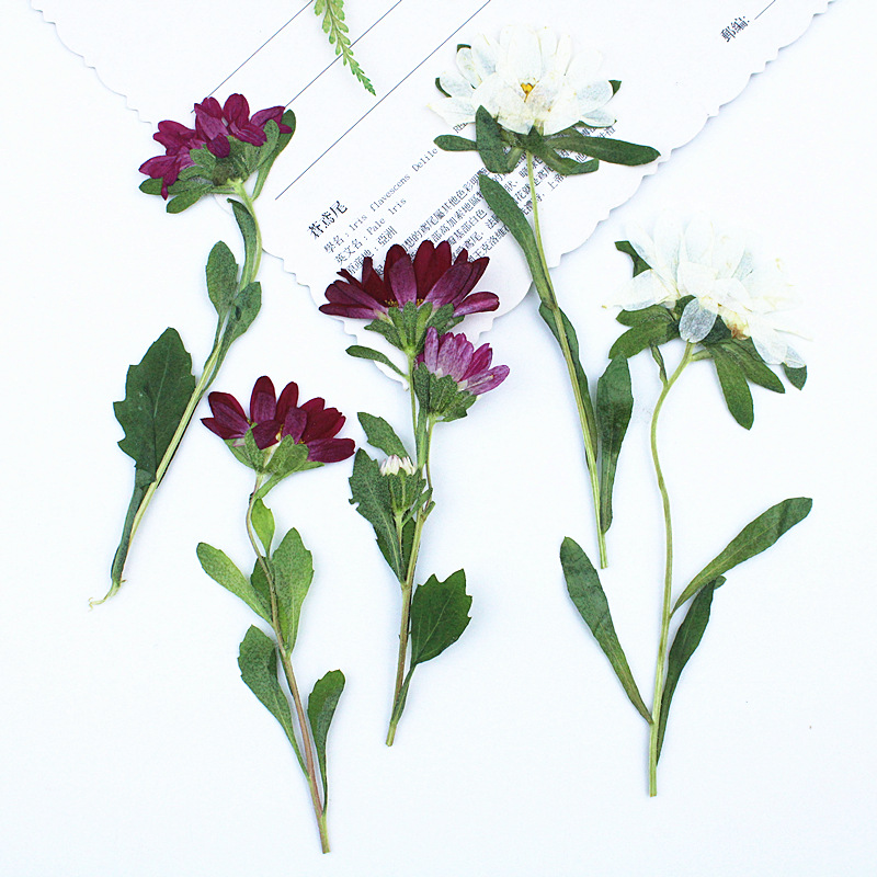 24 szt., Mini Chryzantemy Susz – Dried Flower Bookmark recenzja i cena
