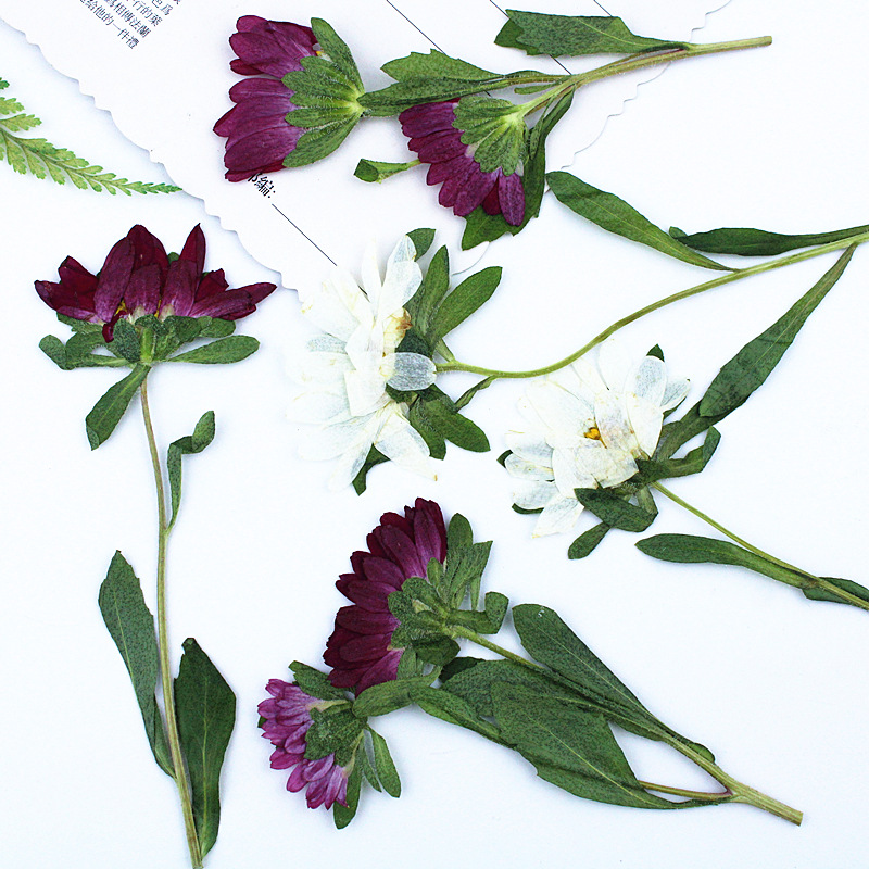 24 szt., Mini Chryzantemy Susz – Dried Flower Bookmark recenzja i cena